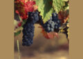 Bodegas Comenge y su forma de entender la Ribera del Duero