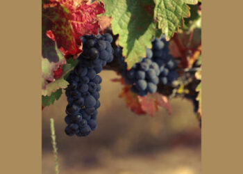 Bodegas Comenge y su forma de entender la Ribera del Duero