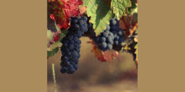 Bodegas Comenge y su forma de entender la Ribera del Duero