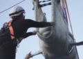 Oceanogràfic acoge a seis cetáceos rescatados de un acuario clausurado en Canadá