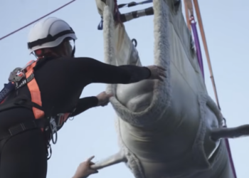 Oceanogràfic acoge a seis cetáceos rescatados de un acuario clausurado en Canadá