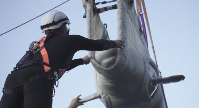 Oceanogràfic acoge a seis cetáceos rescatados de un acuario clausurado en Canadá