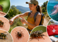 La guía para actuar contra las 5 picaduras más frecuentes del verano